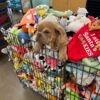 Buy Wholesale Dog Toys pallets